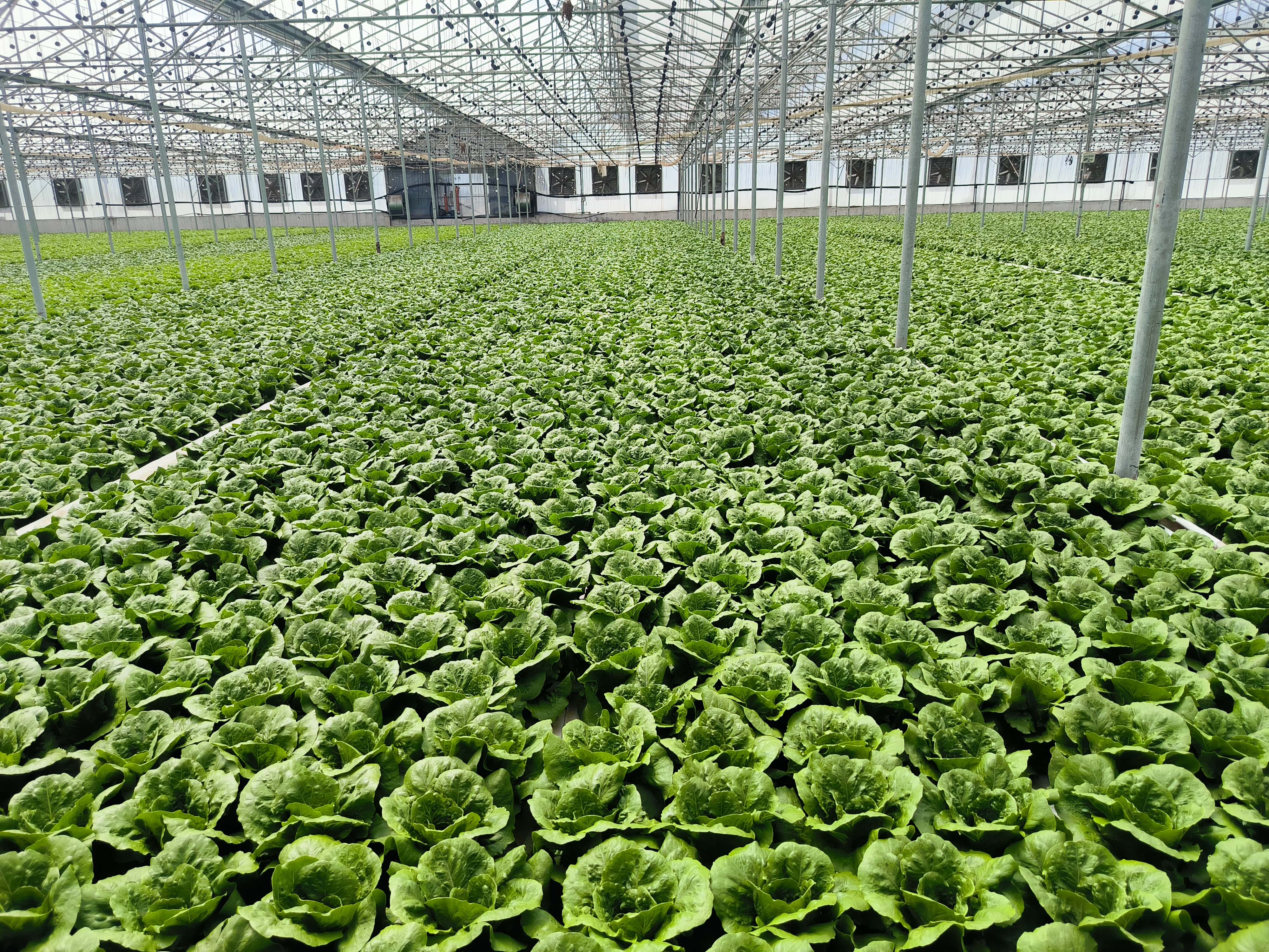 Θερμοκήπιο παραγωγής