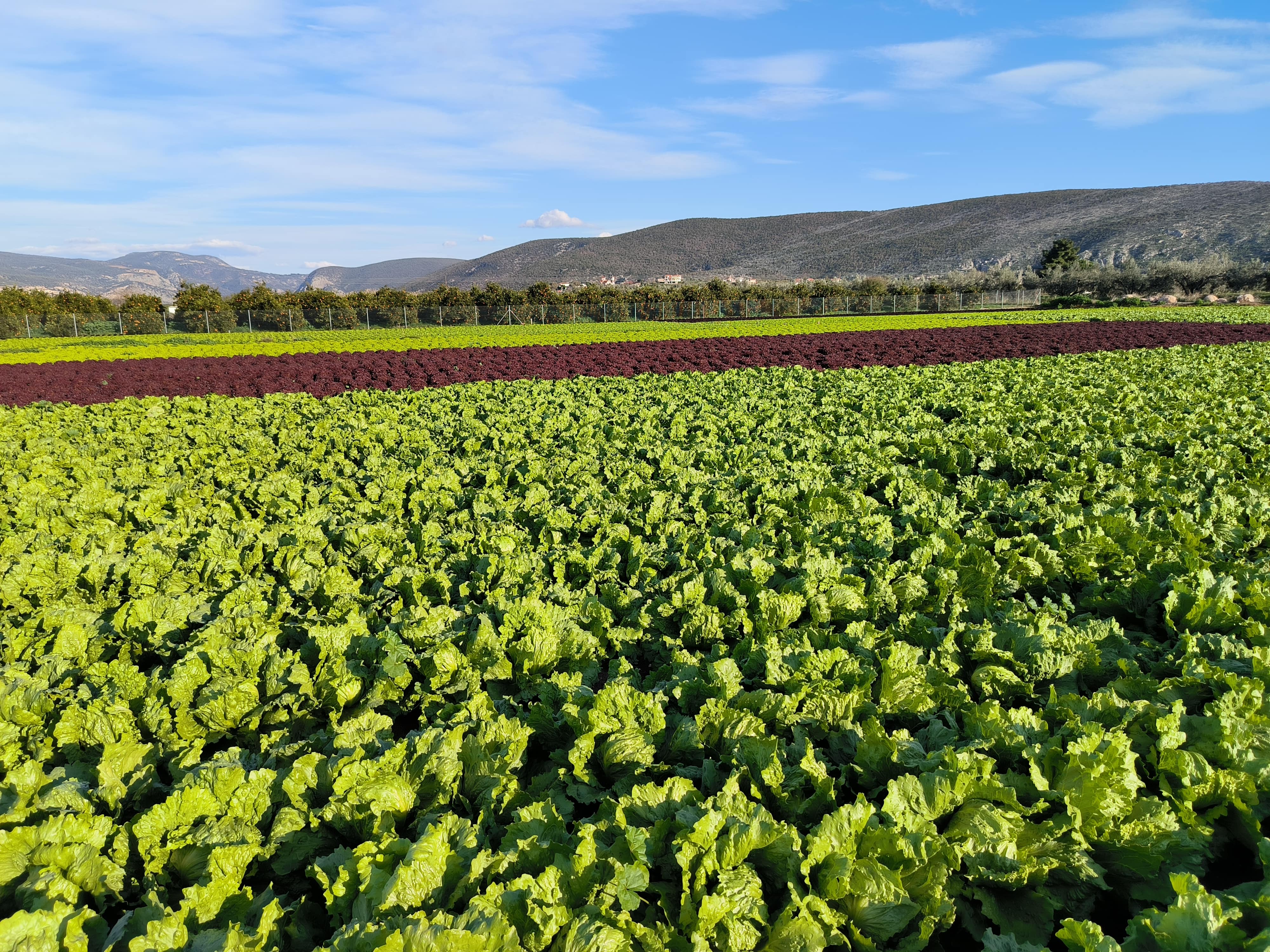 Αγρός με ποικιλίες