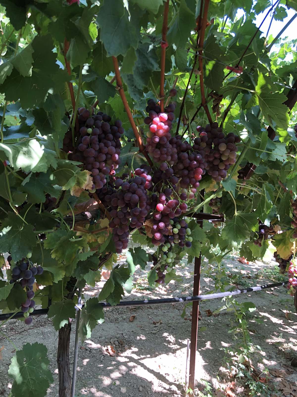 Επιτραπέζιο σταφύλι