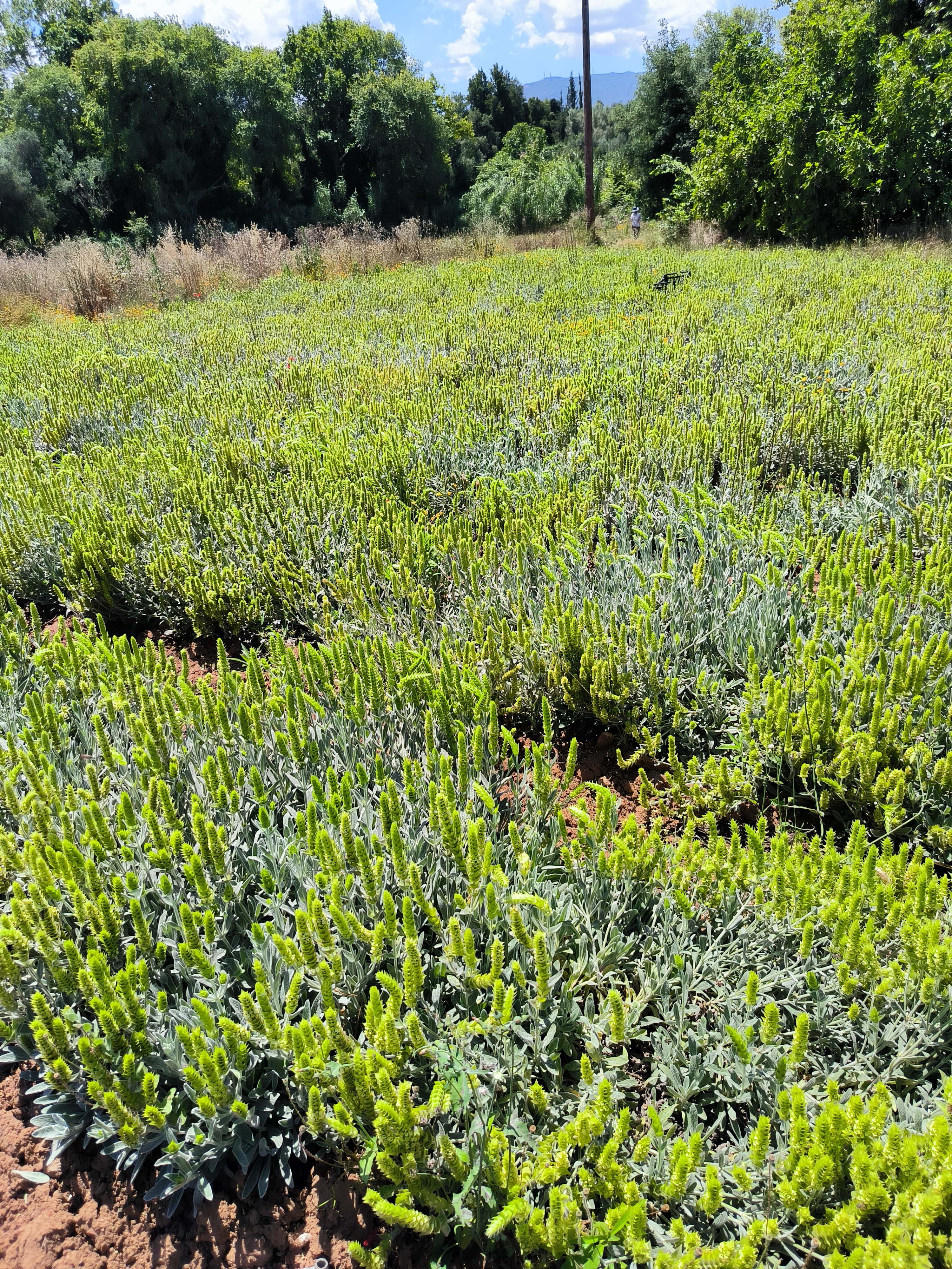 Τσάι του βουνού