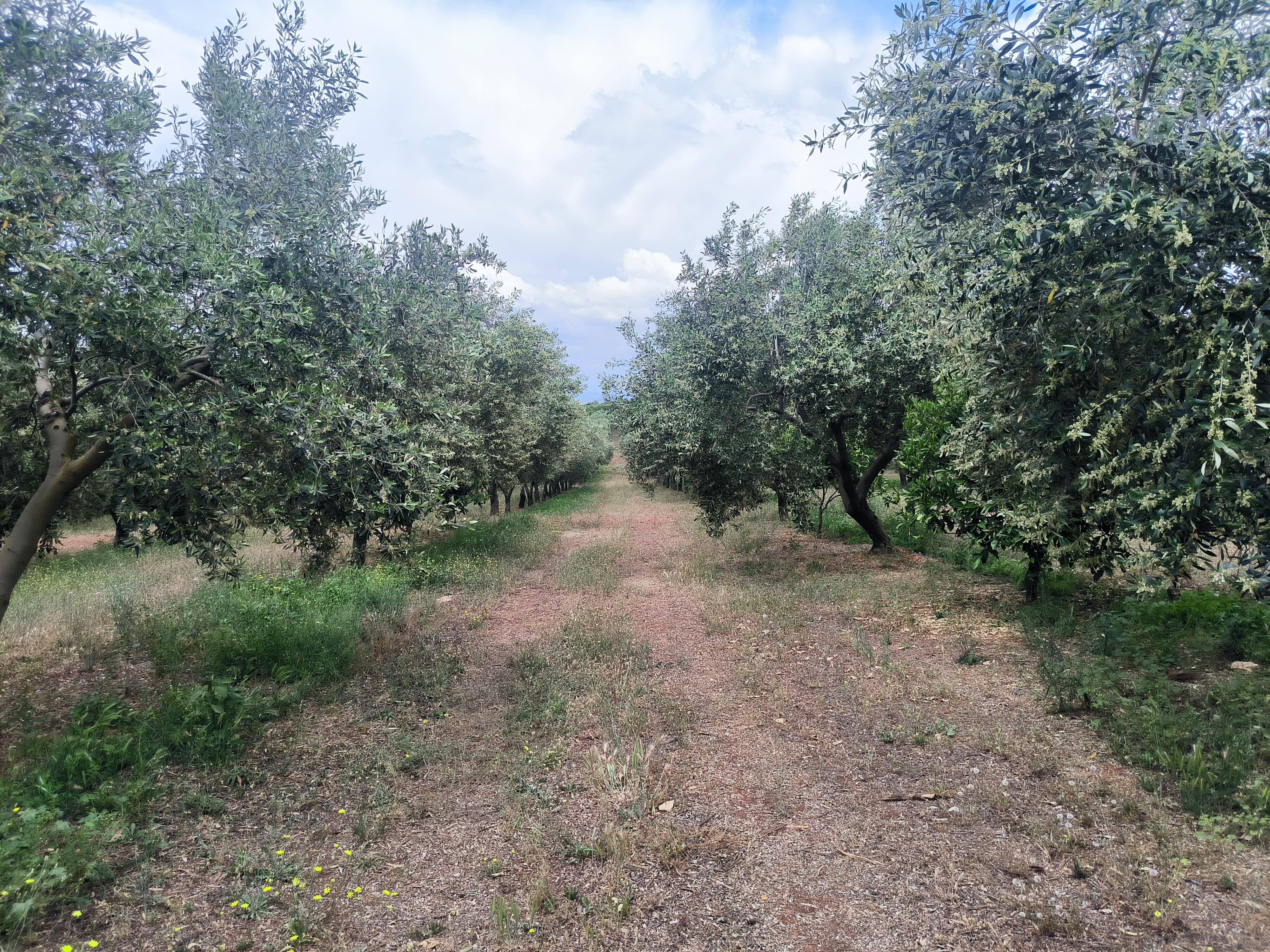 Ελαιώνας διάζωμα