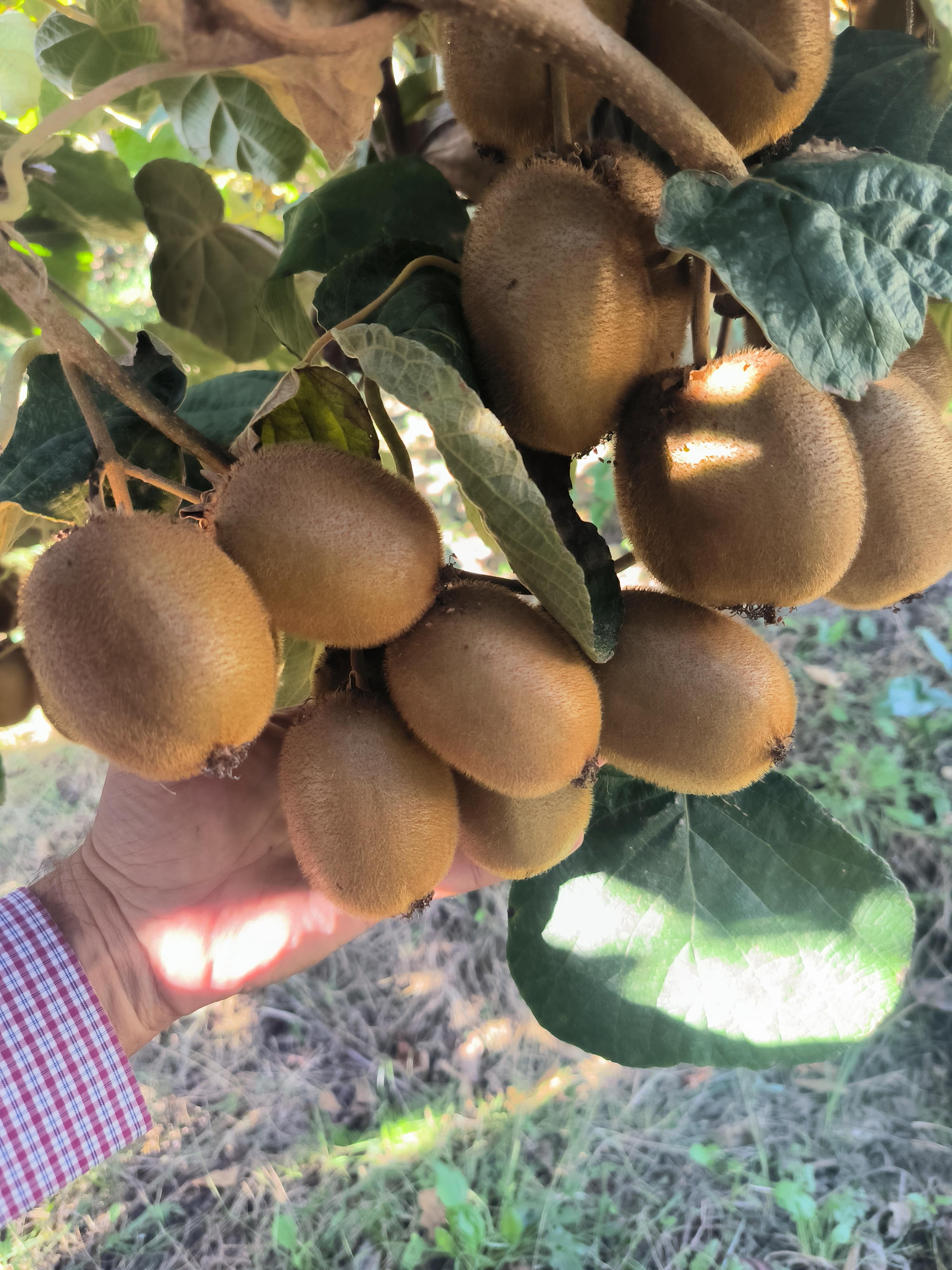 Ακτινίδια στον αγρό