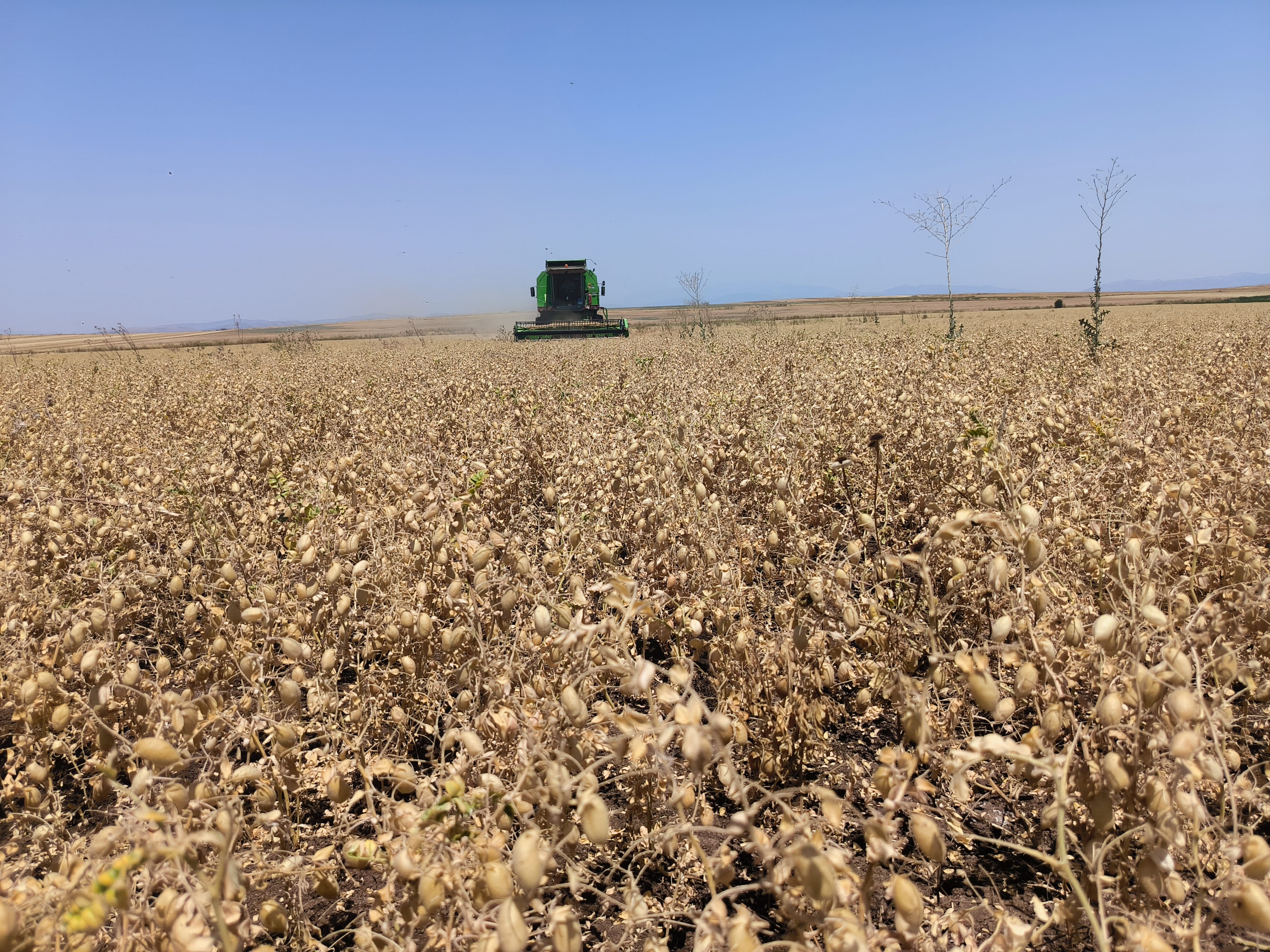 Συγκομιδή ρεβιθιού με θεριζοαλωνιστική