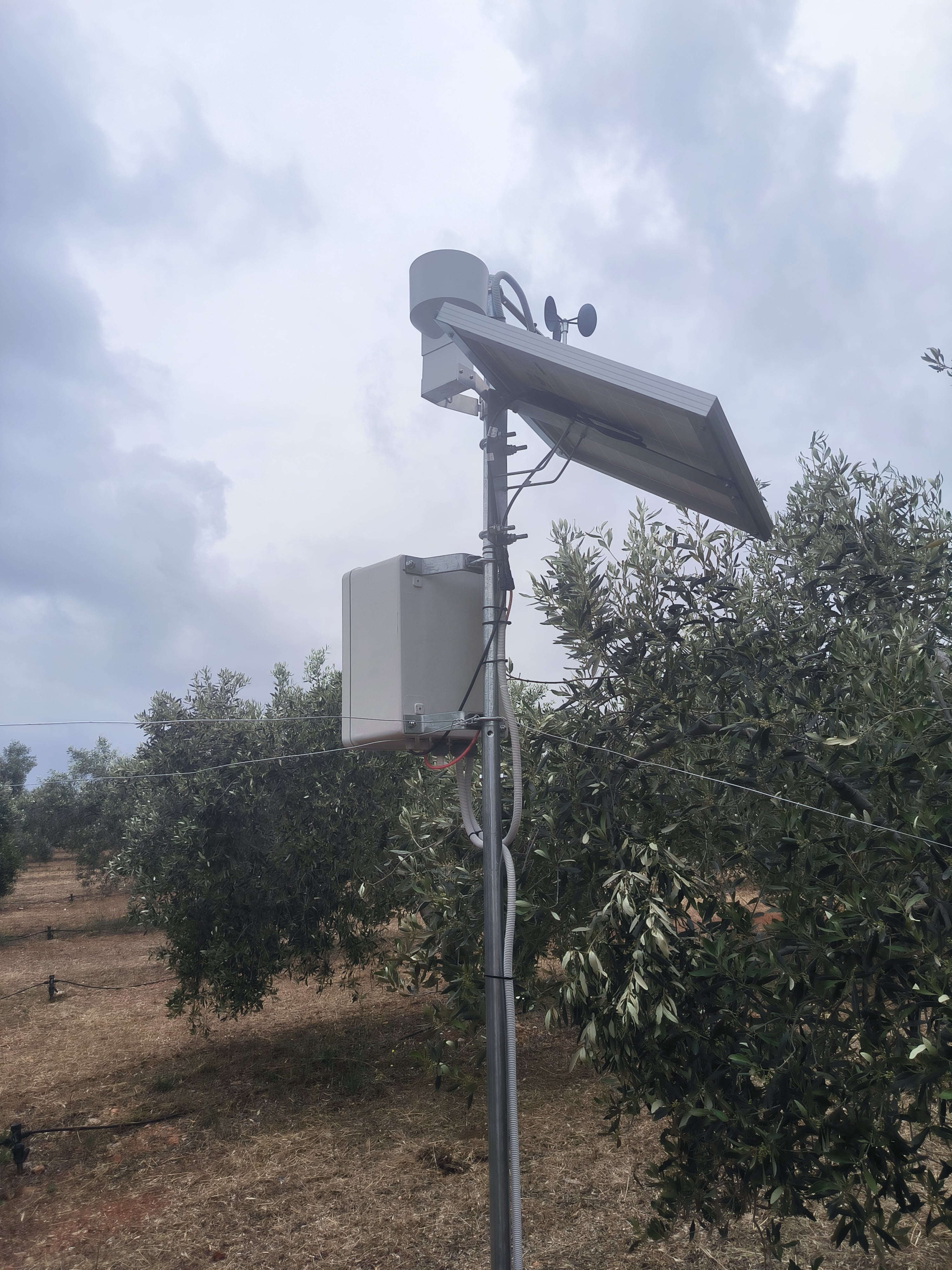 Μετεωρολογικός σταθμός σε ελαιώνα (συννεφιά)