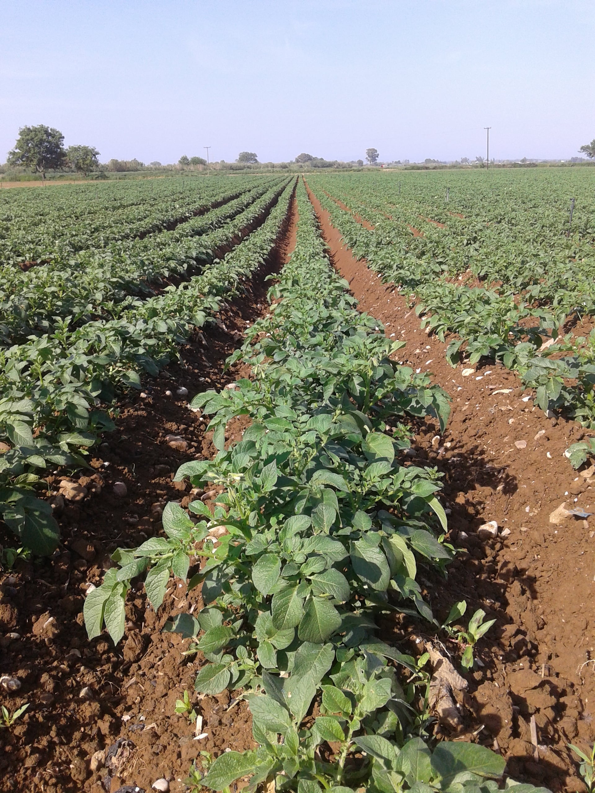 Καλλιέργεια πατάτας