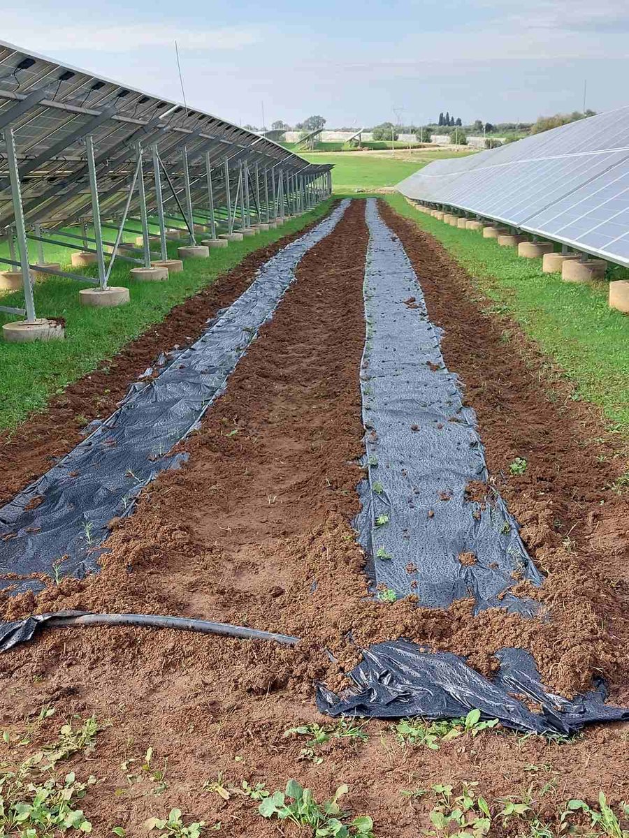 Καλλιέργεια ανάμεσα σε φωτοβολταϊκά (agrivoltaics)