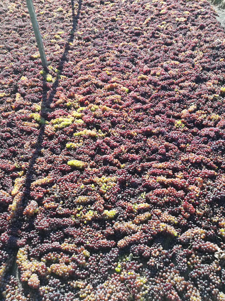 Σταφίδα στον ήλιο